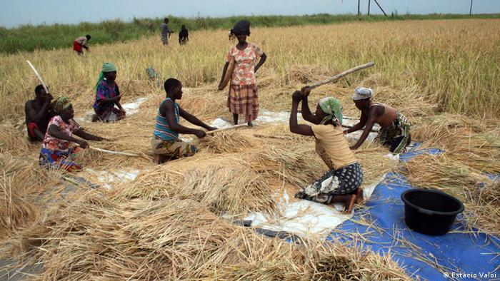 Beira falha meta de produção de arroz
