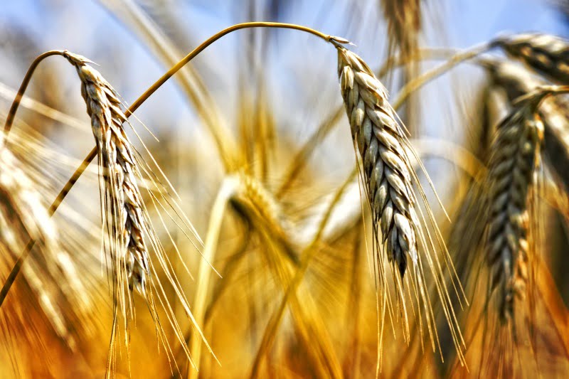 Governo aprecia programa de pesquisa de trigo