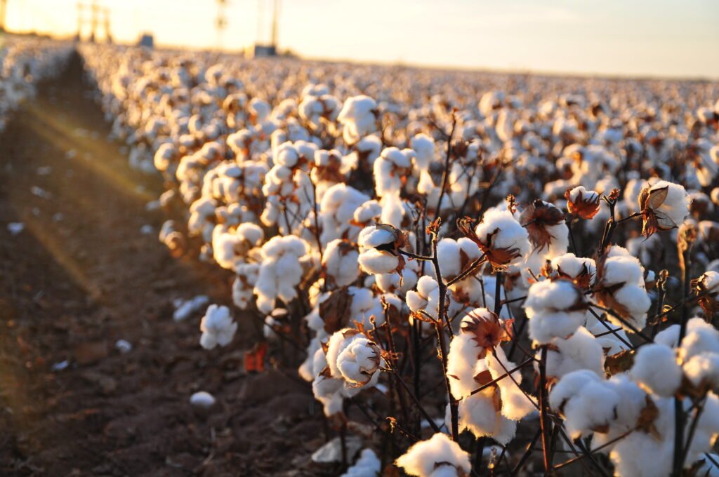 Produção de algodão ameaçada em Cabo Delgado