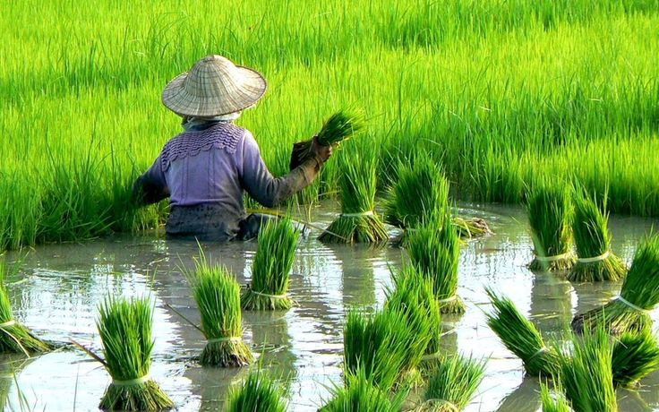 Produção de arroz em Timor-Leste mais que duplicou entre 2018 e 2022